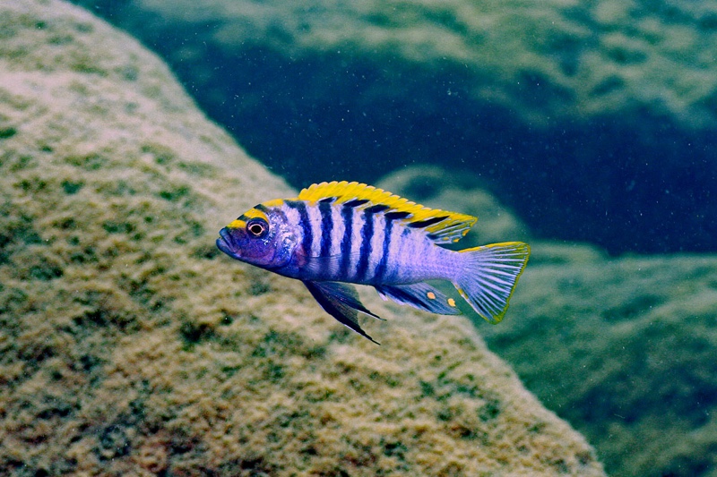 Cynotilapia zebroides 'Nkhata Bay'